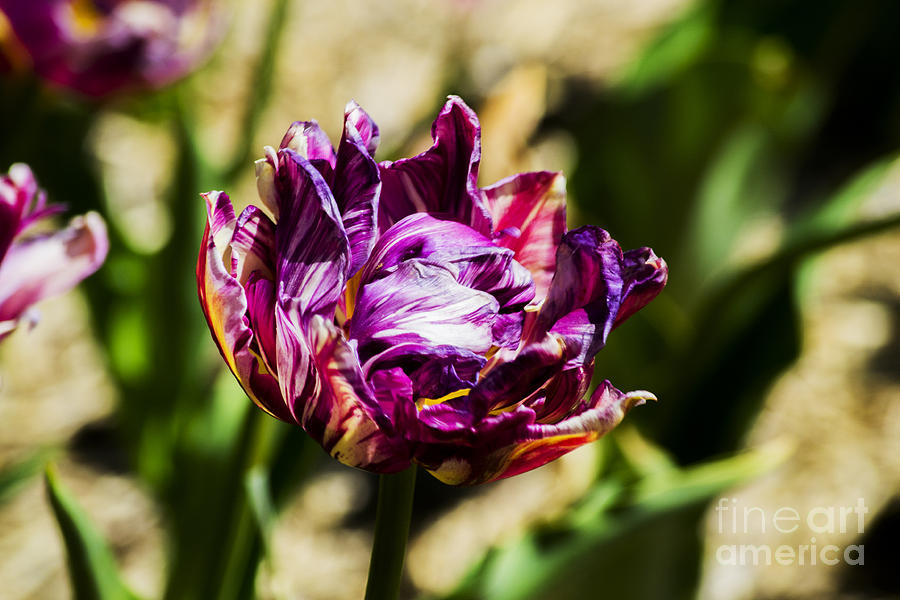 Purple Striped Tulip Photograph by Angela DeFrias