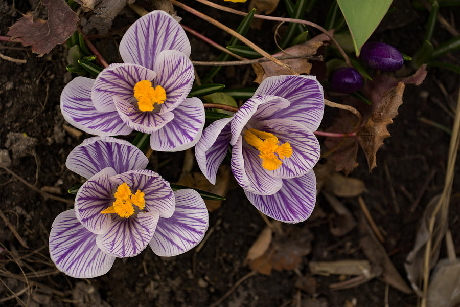 Purple Stripes and Golden Hearts - Crocus Harbingers of Spring Photograph by Georgia Mizuleva