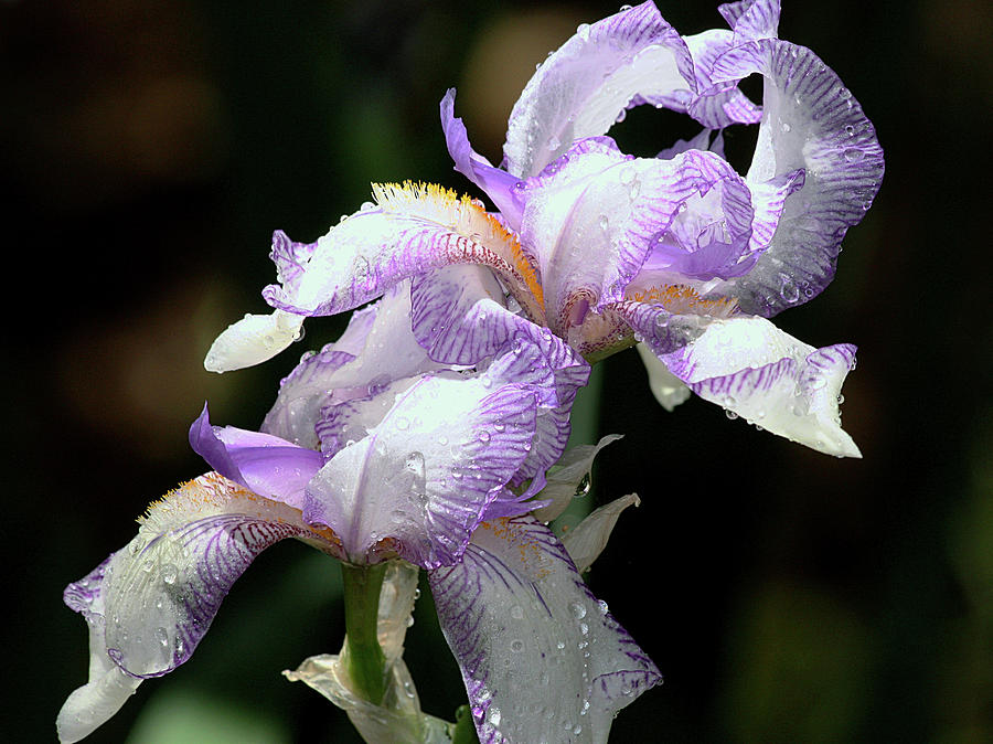 Purple Stripped Bearded Iris After a Rain Photograph by Sheila Brown