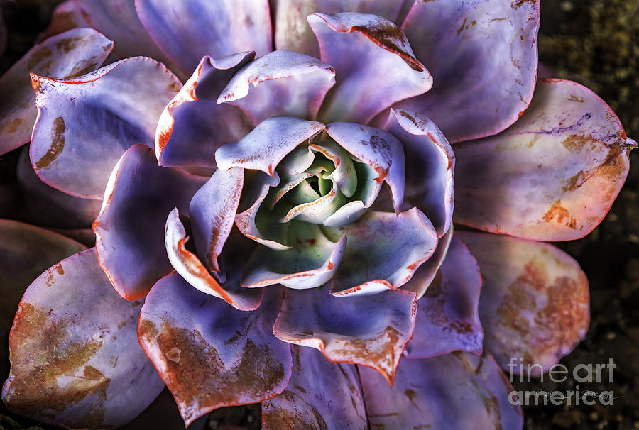 Purple Succulent Photograph by Craig J Satterlee