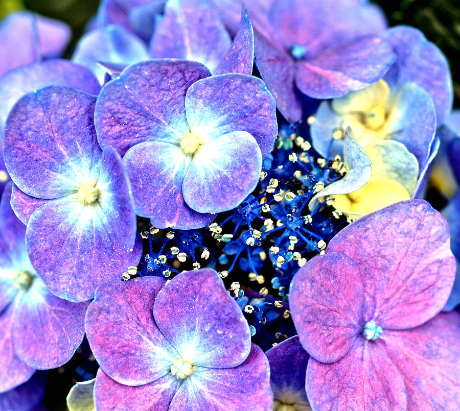 Purple Summer Flowers Photograph by Amy McDaniel