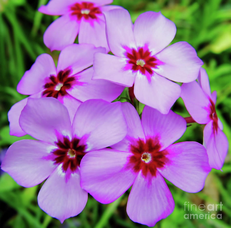 Purple - Summer - Flowers Photograph by D Hackett