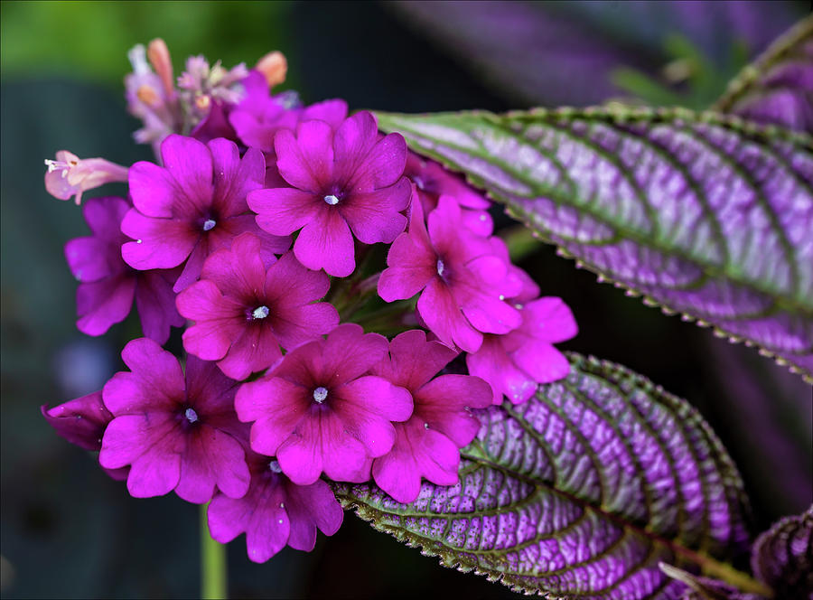 Purple Summer Flowers Photograph by Robert Ullmann