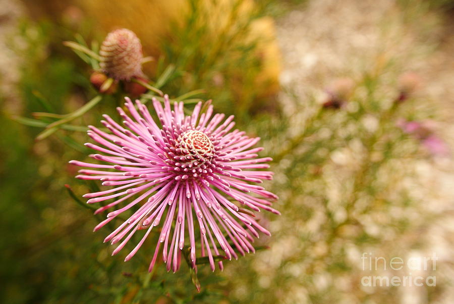 Flower Photograph - Purple sun by Oscar Moreno Flower Photograph - Purple sun by Oscar Moreno