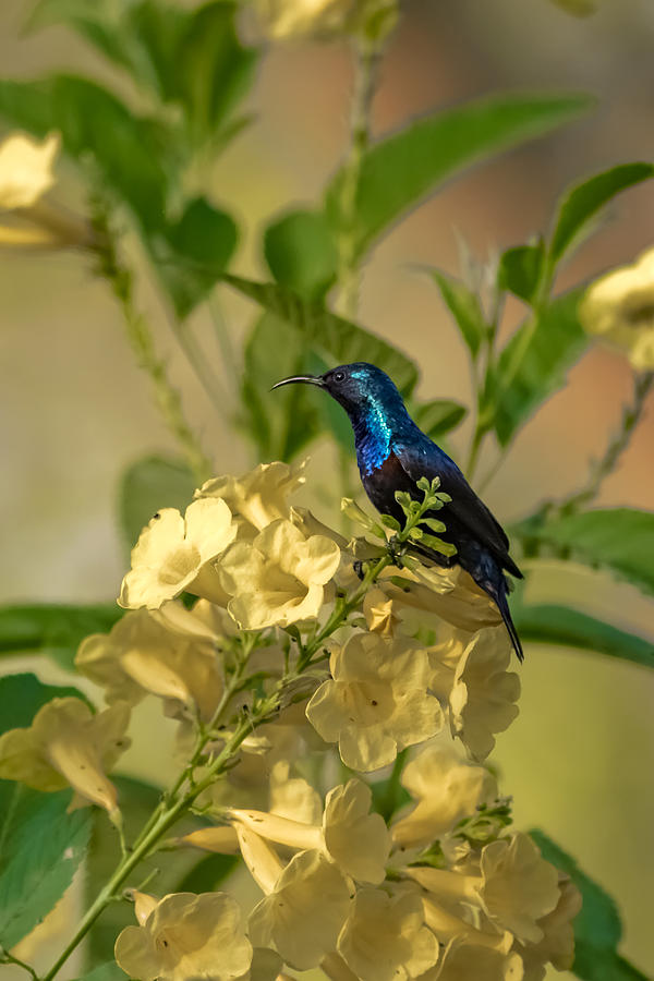 Purple Sunbird Photograph by Ramabhadran Thirupattur