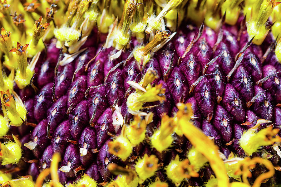 Purple Sunflower Seeds Photograph by SR Green
