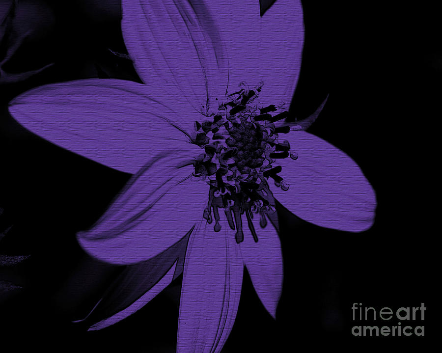 Purple Sunflower Photograph by Smilin Eyes Treasures