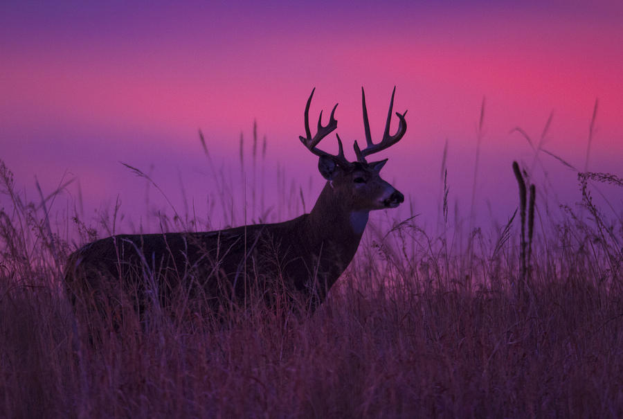Purple sunrise Photograph by Jeff Shumaker