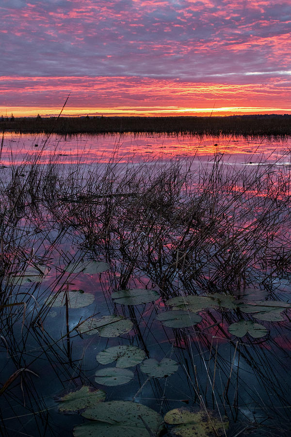 Purple Sunrise with Lilypads #1 Photograph by Patti Deters