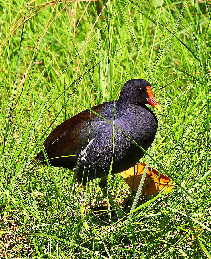 Purple Swamp Pigeon Photograph by Sean Allen