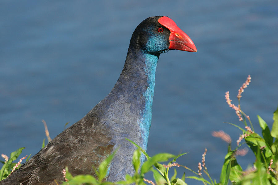 Purple Swamphen Photograph by Tony Brown