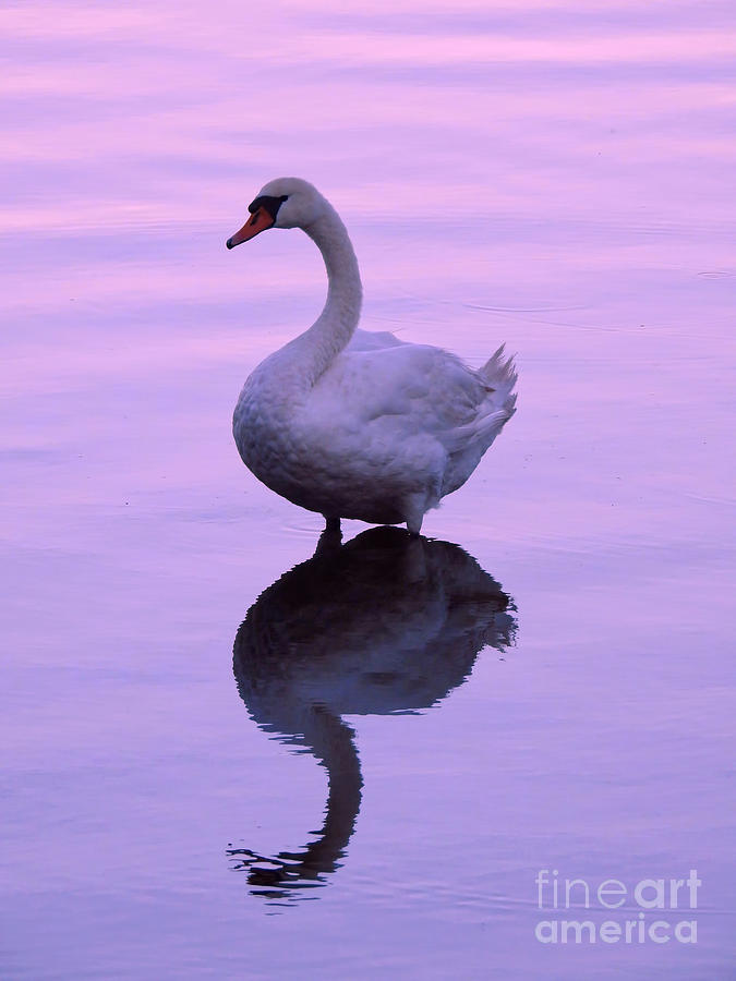 Purple Swan Reflection Photograph by Beth Myer Photography