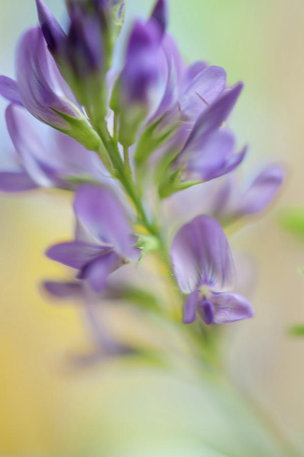 Purple Sweet Pea Flower 1 Photograph by Jenny Rainbow