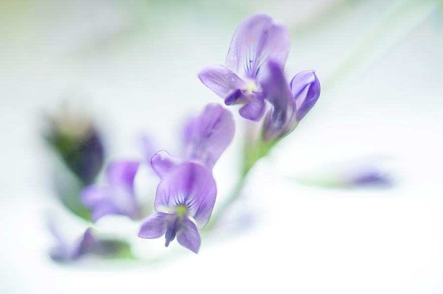 Purple Sweet Pea Flower 2 Photograph by Jenny Rainbow