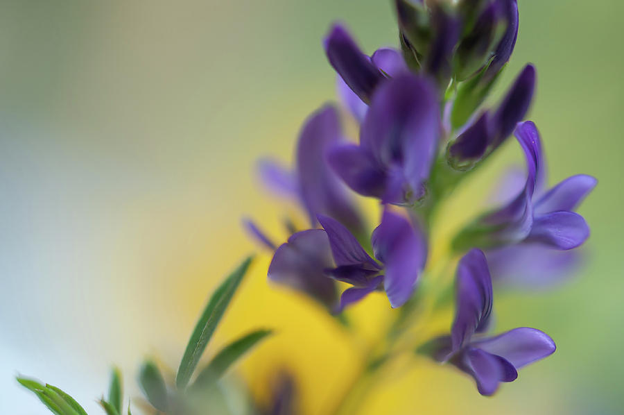 Purple Sweet Pea Flower Photograph by Jenny Rainbow