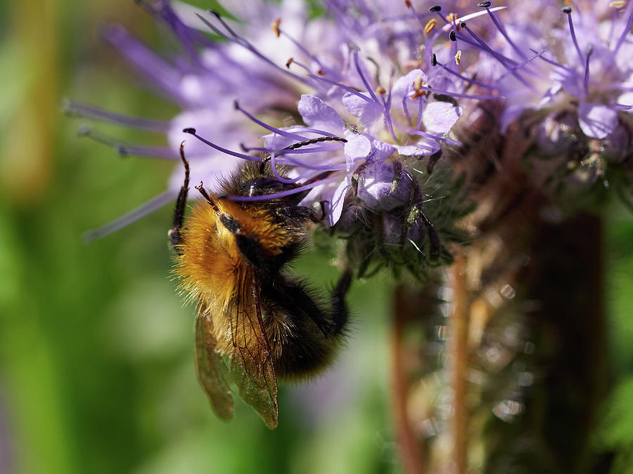 Purple tansy and a bumblebee Photograph by Jouko Lehto
