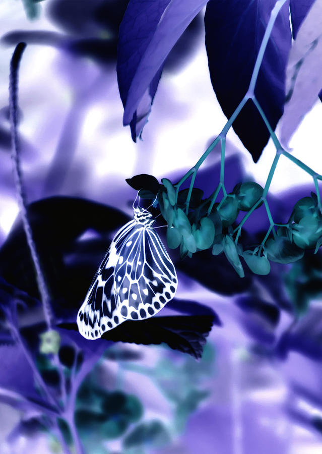 Purple Teal and a White Butterfly Photograph by Tracy Winter
