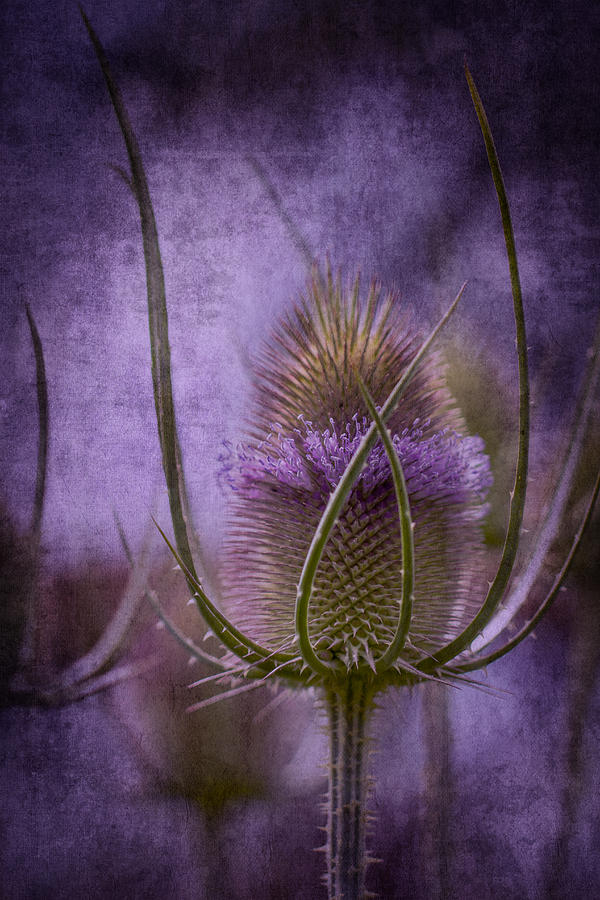 Purple Teasel Photograph by Clare Bambers