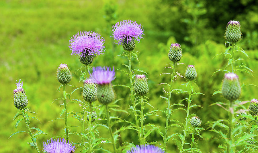 Purple Thistle And Bee Photograph by Ed Peterson