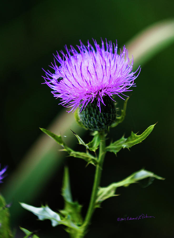 Purple Thistle And Fly Photograph