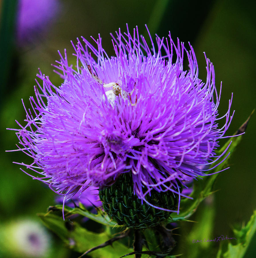 Purple Thistle And Spider Photograph by Ed Peterson