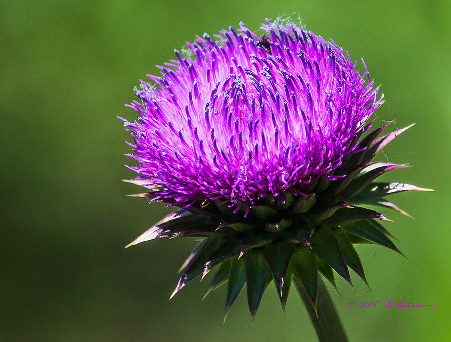 Purple Thistle Bloom Photograph by Ed Peterson