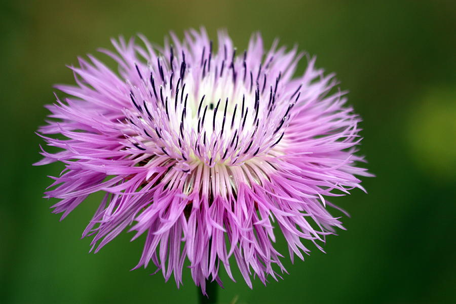 Purple Thistle Close-Up Photograph by Sheila Brown