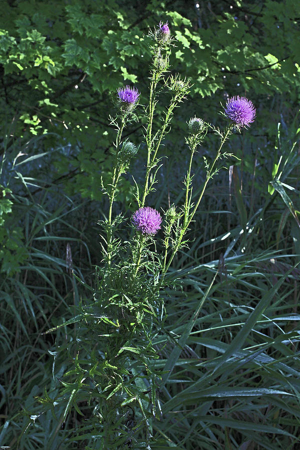 Purple Thistle in the sun Photograph by David Frederick