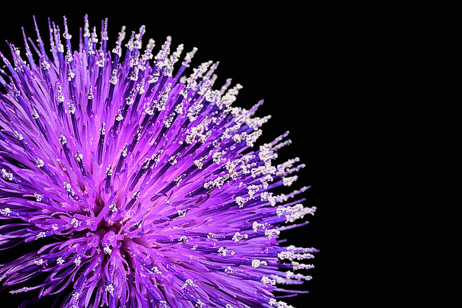 Purple Thistle  Photograph by JC Findley