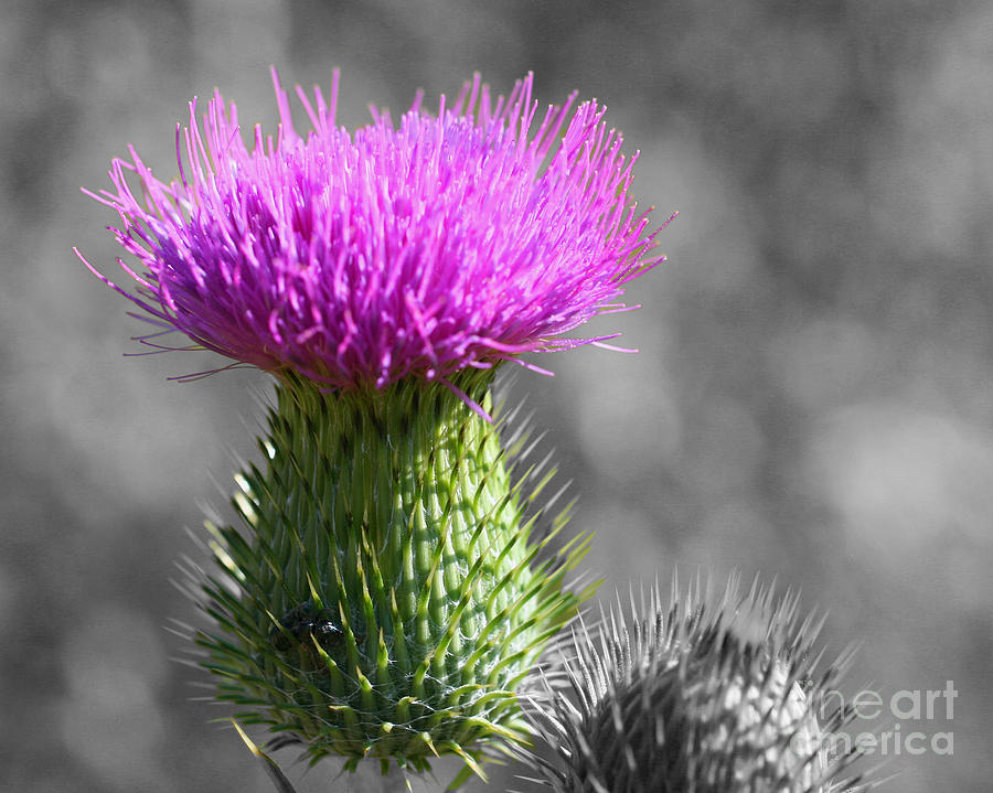 Purple Thistle Partial Photograph by Smilin Eyes Treasures