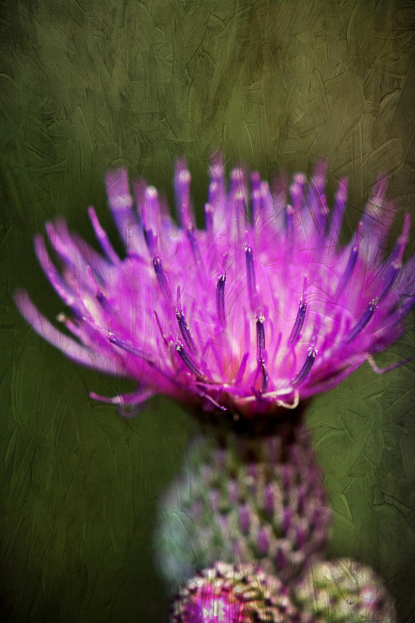 Purple Thistle Plant Print Photograph by Gwen Gibson