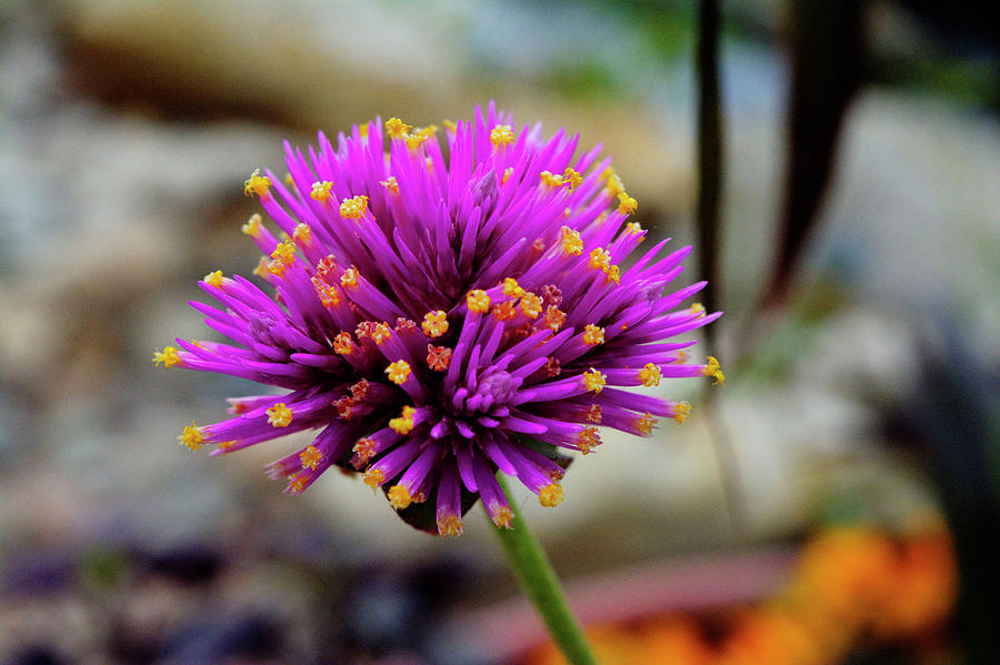Purple Thistle Photograph by FineArtRoyal Joshua Mimbs