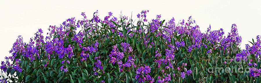 Flower Photograph - Purple Tibouchina Panorama by Kaye Menner by Kaye Menner