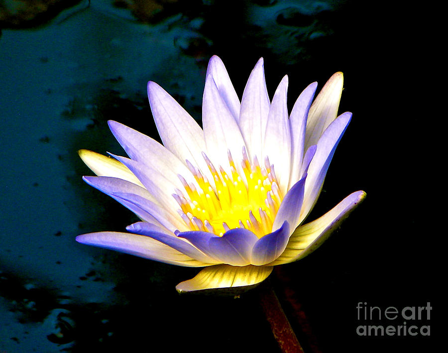Lily Photograph - Purple Tipped Water Lily by Tisha Clinkenbeard