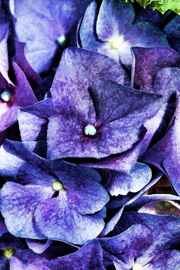 Purple to Blue  Photograph by Kathy Clark