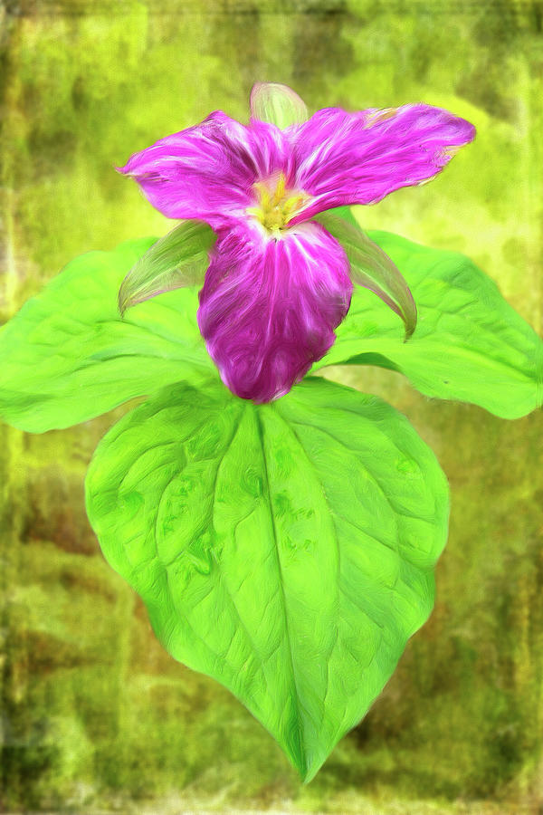 Purple Trillium Flower in the Blue Ridge AP Painting by Dan Carmichael