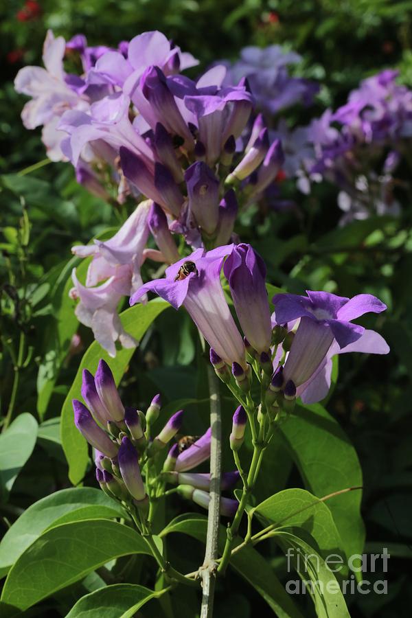 Purple Tropical Flower - Garlic Vine Photograph by Carol Groenen - Fine ...