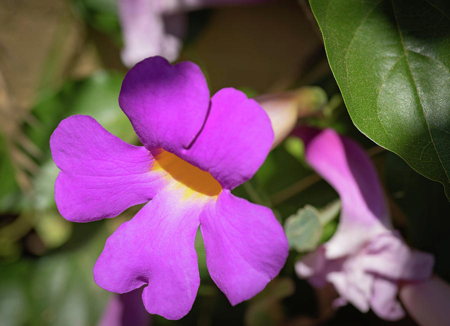 Purple Trumpet Flower Photograph by Bruce Pritchett