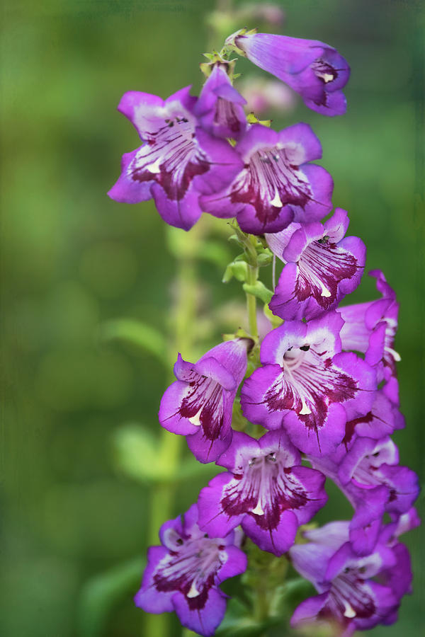 Purple Trumpet Flowers  Photograph by Saija Lehtonen
