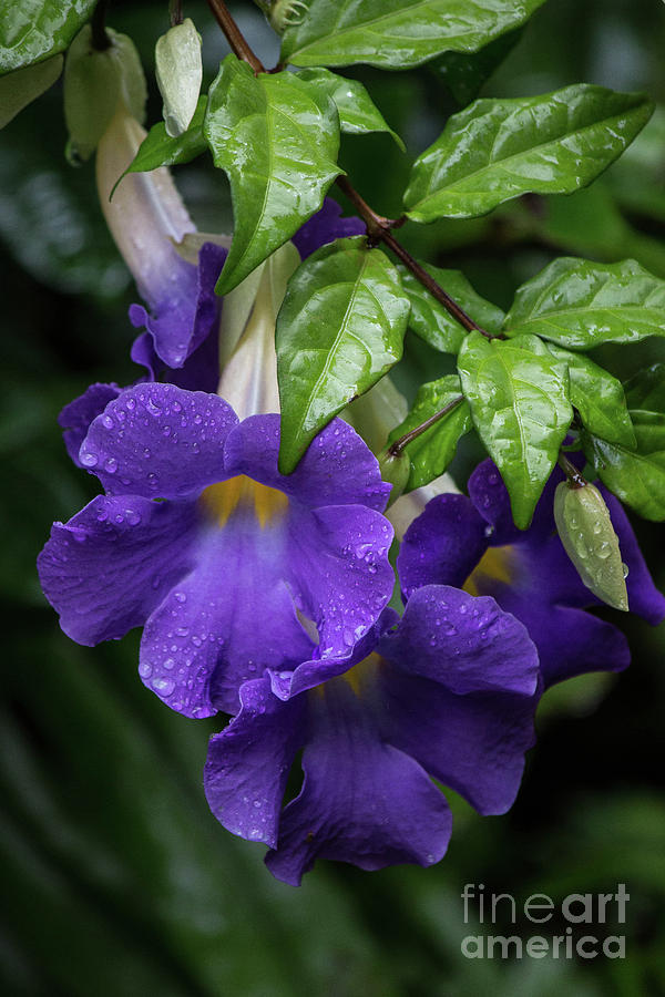 Purple Trumpet Flowers Photograph by Teresa Wilson