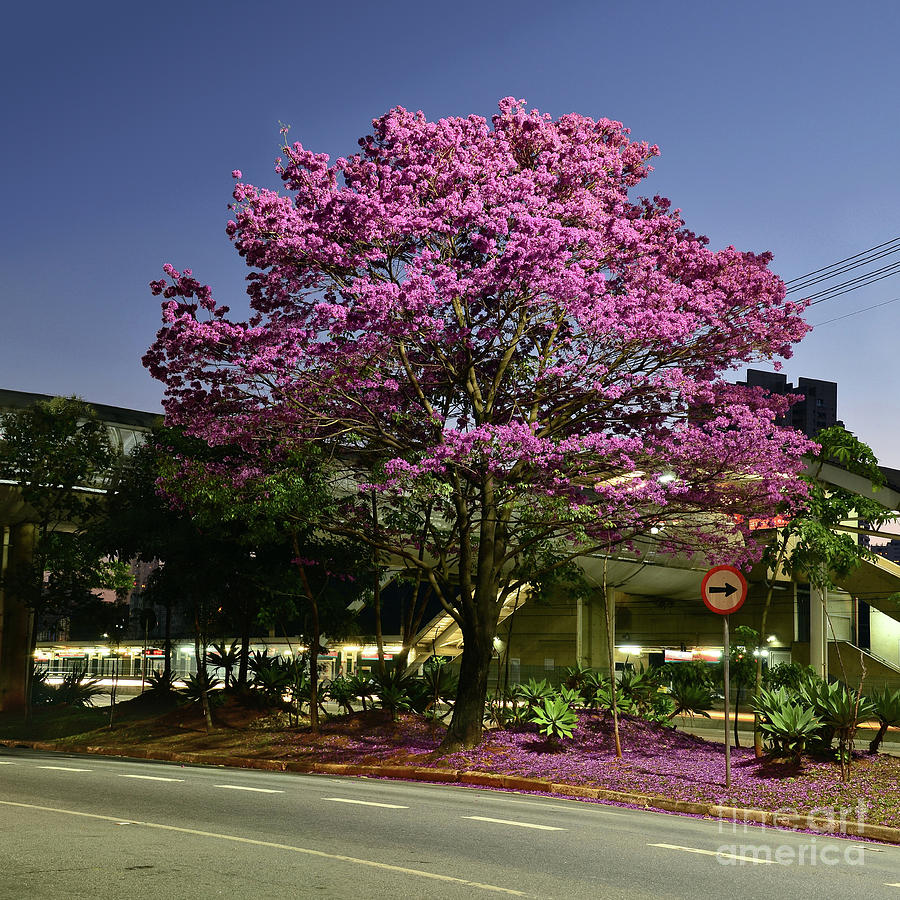 Purple Trumpet Tree in Urban Environment Photograph by Carlos Alkmin