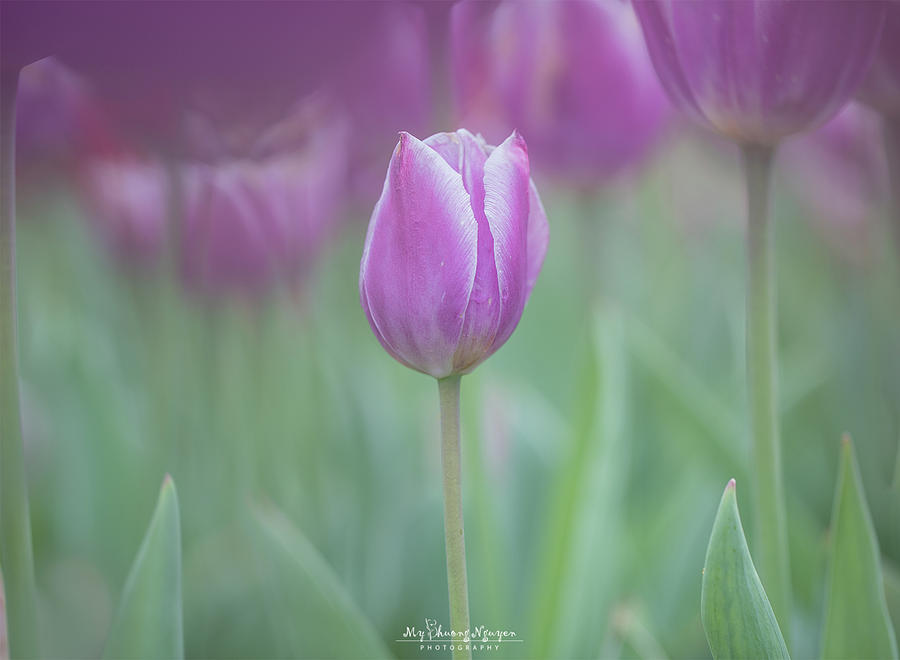 Purple tulip-1 Photograph by Myphuong Nguyen - Fine Art America