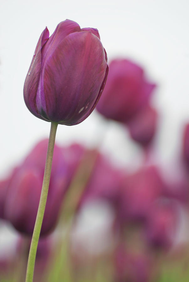 Purple Tulip 2 Photograph by Jani Freimann