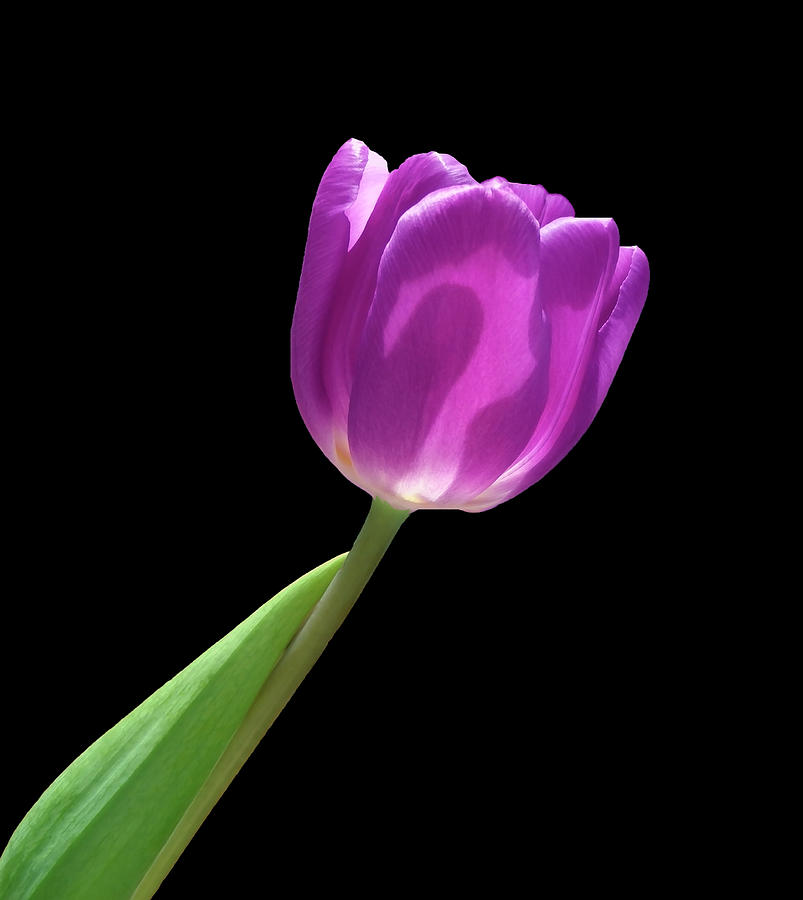 Purple Tulip 3 Photograph by Johanna Hurmerinta