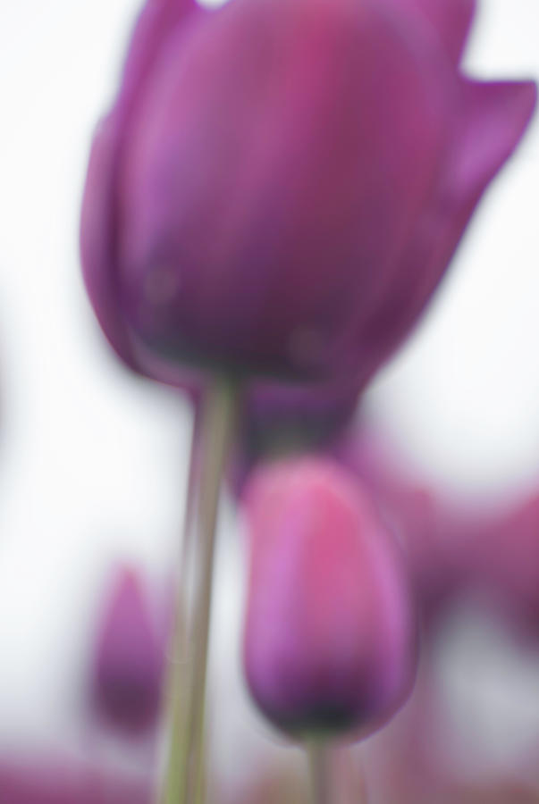 Purple Tulip Abstract 1 Photograph by Jani Freimann