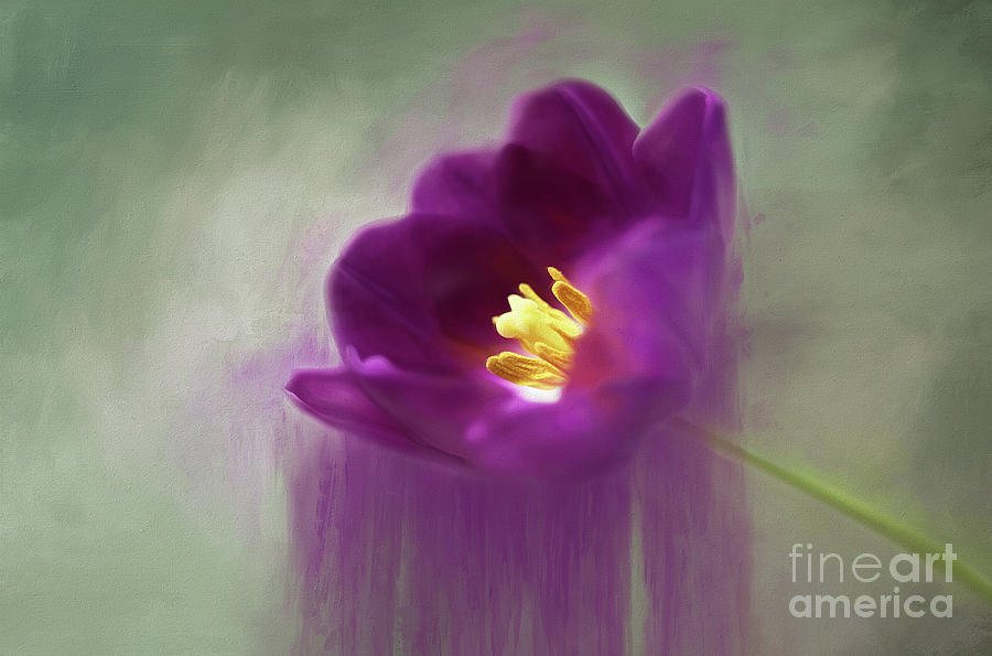 Purple Tulip Art Photograph by Darren Fisher