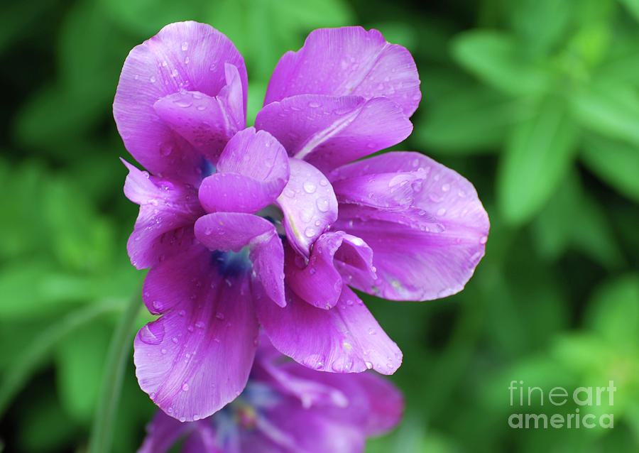 Tulip Photograph - Purple Tulip Blossom with Dew Drops on the Petals by DejaVu Designs