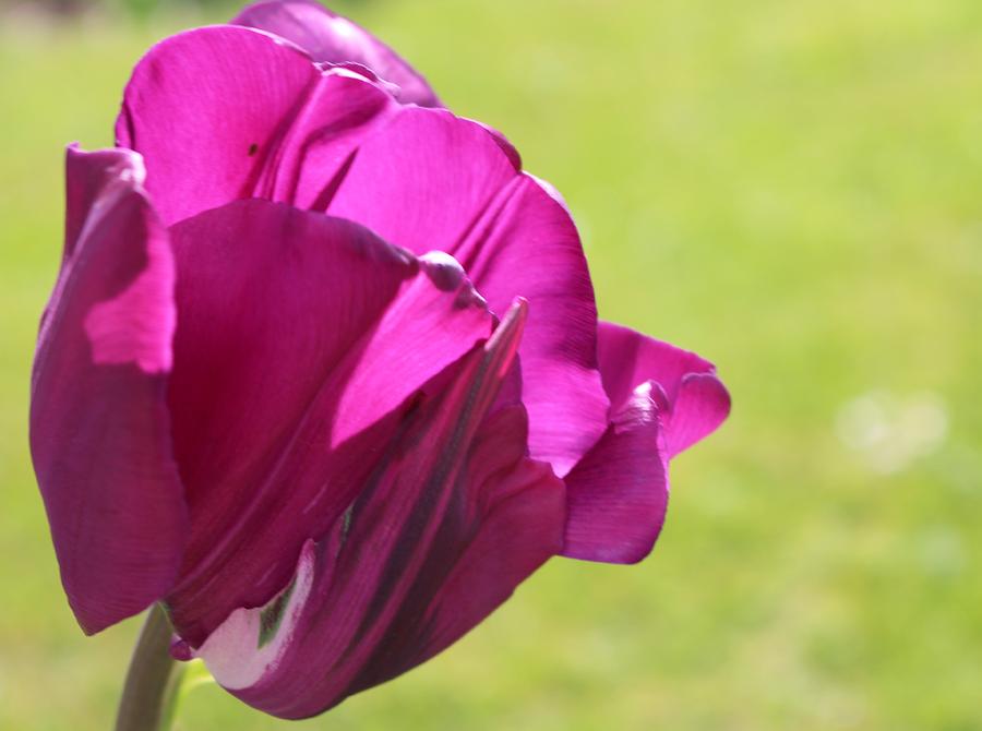 Purple Tulip Closeup Photograph by Loretta S