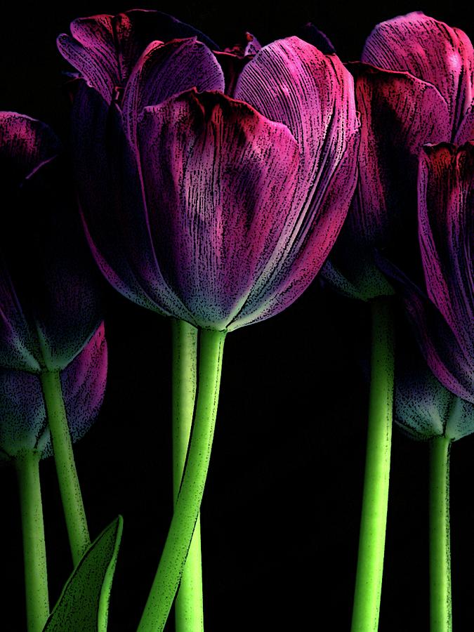 Purple Tulip Photograph by Craig Perry-Ollila