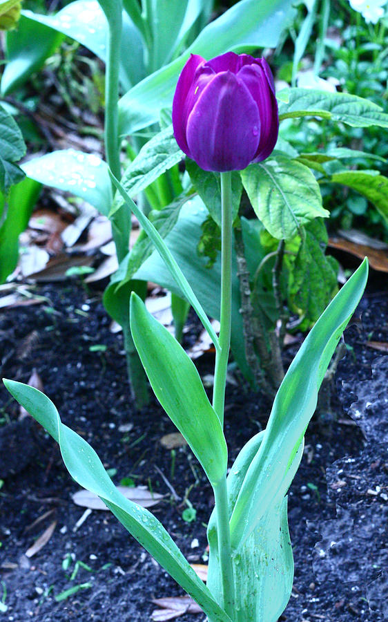 Flower Photograph - Purple Tulip by David Houston